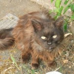 Cat found on Pant Estate, newport