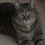 Smokey 1