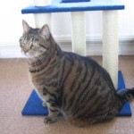 Stumpy